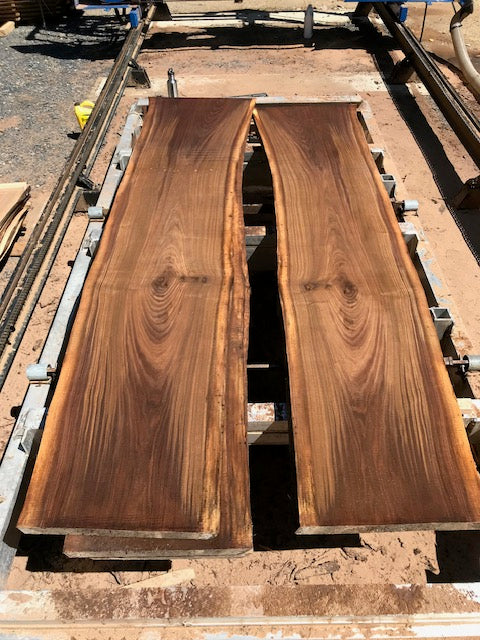 Black Walnut (2.0)